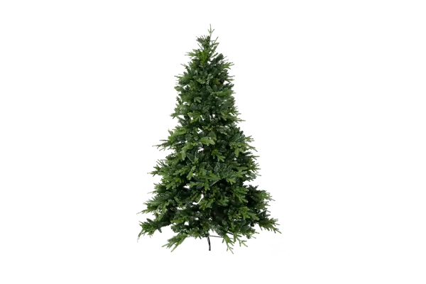 Pinus Christmas Tree