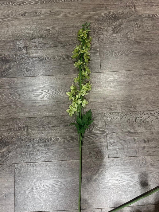 Delphinium Green