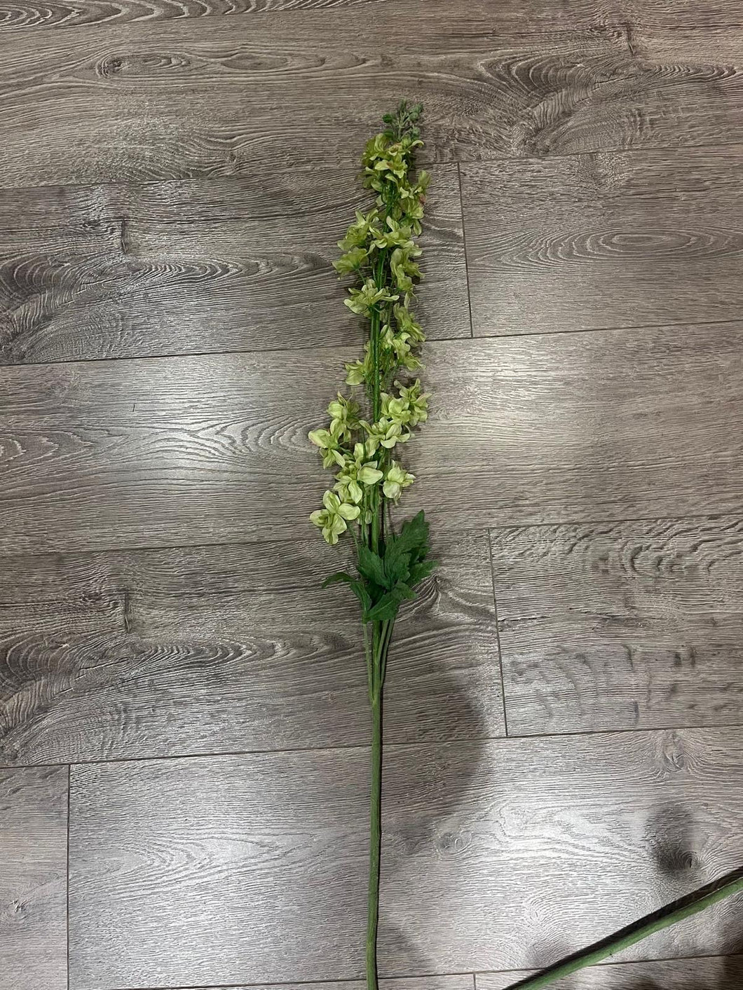 Delphinium Green