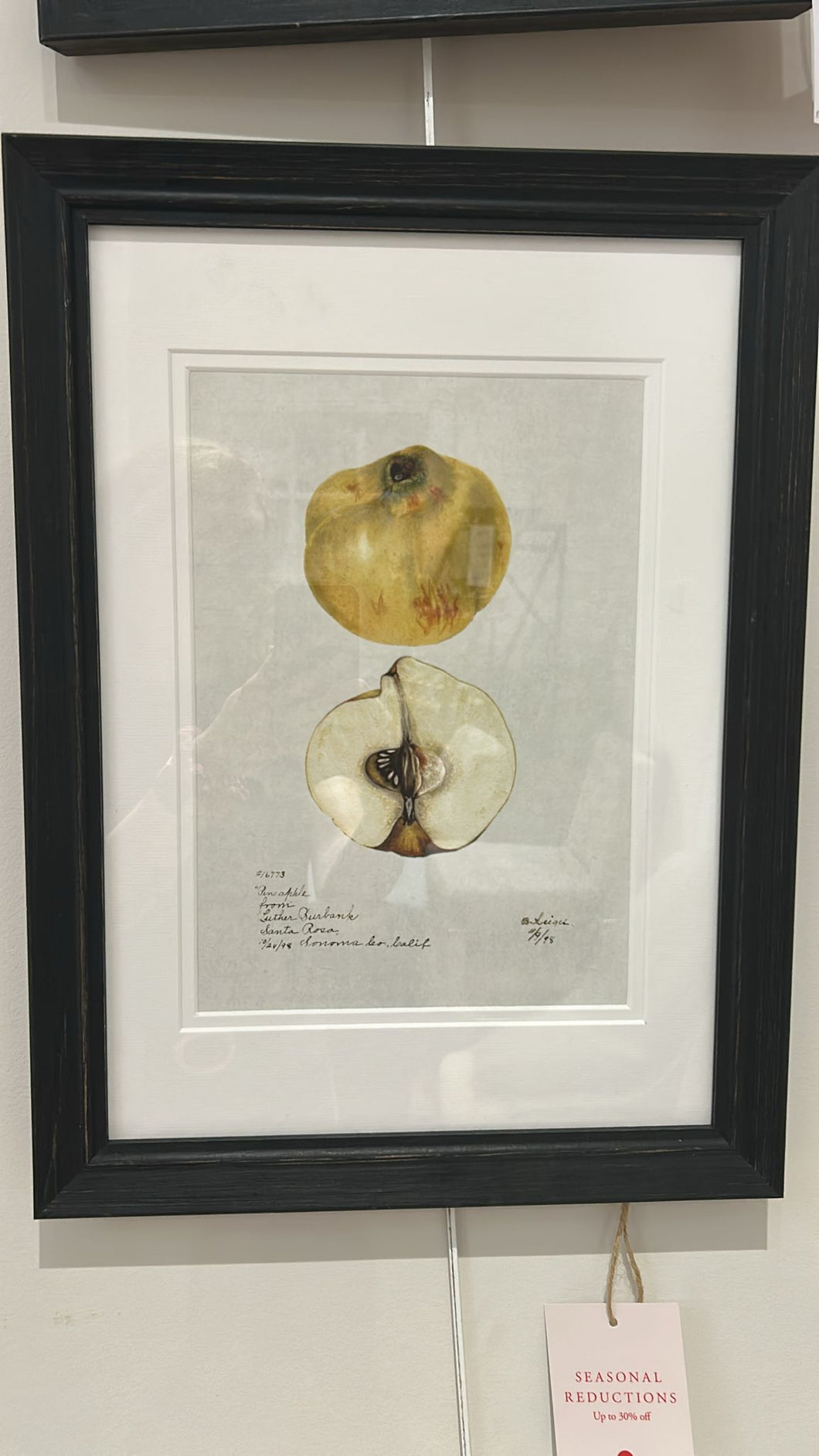 Quince No. 16773
