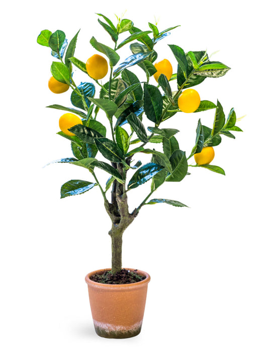 Small Potted Lemon Tree