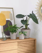 Load image into Gallery viewer, Low set of 3 planters grey Ø 23,5 cm / Ø 16,5 cm / Ø 14 cm - image 2