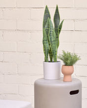 Load image into Gallery viewer, Artificial Sansevieria with white plantpot 55 cm - image 2