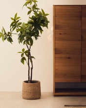 Load image into Gallery viewer, Artificial Pachira tree in black pot 180 cm - image 3