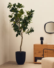 Load image into Gallery viewer, Artificial Ficus tree in black pot 210 cm - image 3