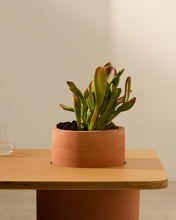 Load image into Gallery viewer, Olaria terracotta coffee table with an oak veneer in a natural finish, 110 x 60 cm - image 6