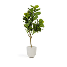 Load image into Gallery viewer, Ficus artificial 150 cm