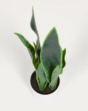Load image into Gallery viewer, Artificial Sansevieria with white plantpot 55 cm - image 4