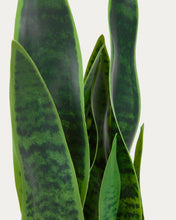 Load image into Gallery viewer, Artificial Sansevieria with white plantpot 55 cm - image 5