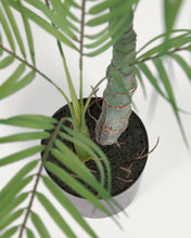 Load image into Gallery viewer, Artificial Palm Tree with black plantpot 70 cm - image 6