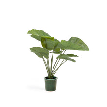 Load image into Gallery viewer, Artificial Alocasia Odora with black plantpot 57 cm