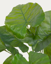Load image into Gallery viewer, Artificial Alocasia Odora with black plantpot 57 cm - image 6