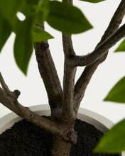 Load image into Gallery viewer, Artificial Rhus tree with white pot 185cm - image 5