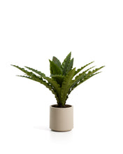 Load image into Gallery viewer, Artificial Neottopteris plant with white pot 70cm
