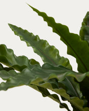 Load image into Gallery viewer, Artificial Neottopteris plant with white pot 70cm - image 2