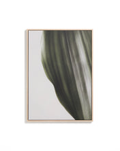 Load image into Gallery viewer, Foliae leaf photograph picture 52 x 72cm