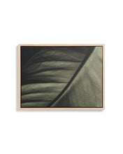 Load image into Gallery viewer, Foliae leaf photograph picture 32.5 x 42.5cm - image 2