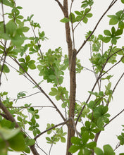 Load image into Gallery viewer, Enkianthus artificial tree with black pot 214 cm - image 4