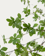 Load image into Gallery viewer, Enkianthus artificial tree with black pot 214 cm - image 5