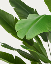 Load image into Gallery viewer, Artificial Banana plant in black pot 210 cm - image 4