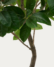 Load image into Gallery viewer, Artificial Ficus tree in black pot 210 cm - image 4
