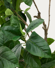 Load image into Gallery viewer, Artificial Ficus tree in black pot 210 cm - image 5