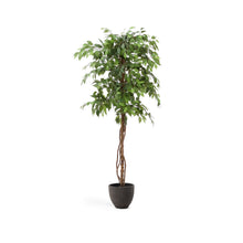 Load image into Gallery viewer, Artificial Ficus tree in black pot 180 cm