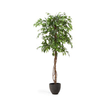 Load image into Gallery viewer, Artificial Ficus tree in black pot 180 cm - image 2