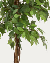 Load image into Gallery viewer, Artificial Ficus tree in black pot 180 cm - image 4