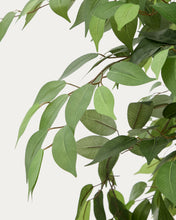 Load image into Gallery viewer, Artificial Ficus tree in black pot 180 cm - image 5