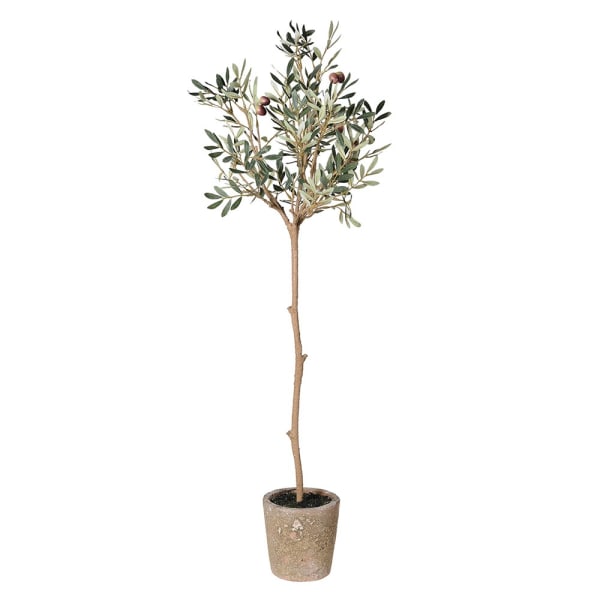 Natural Olive Tree in Pot