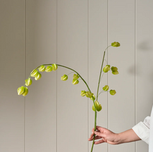 Load image into Gallery viewer, Physalis Spray, Green