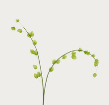 Load image into Gallery viewer, Physalis Spray, Green