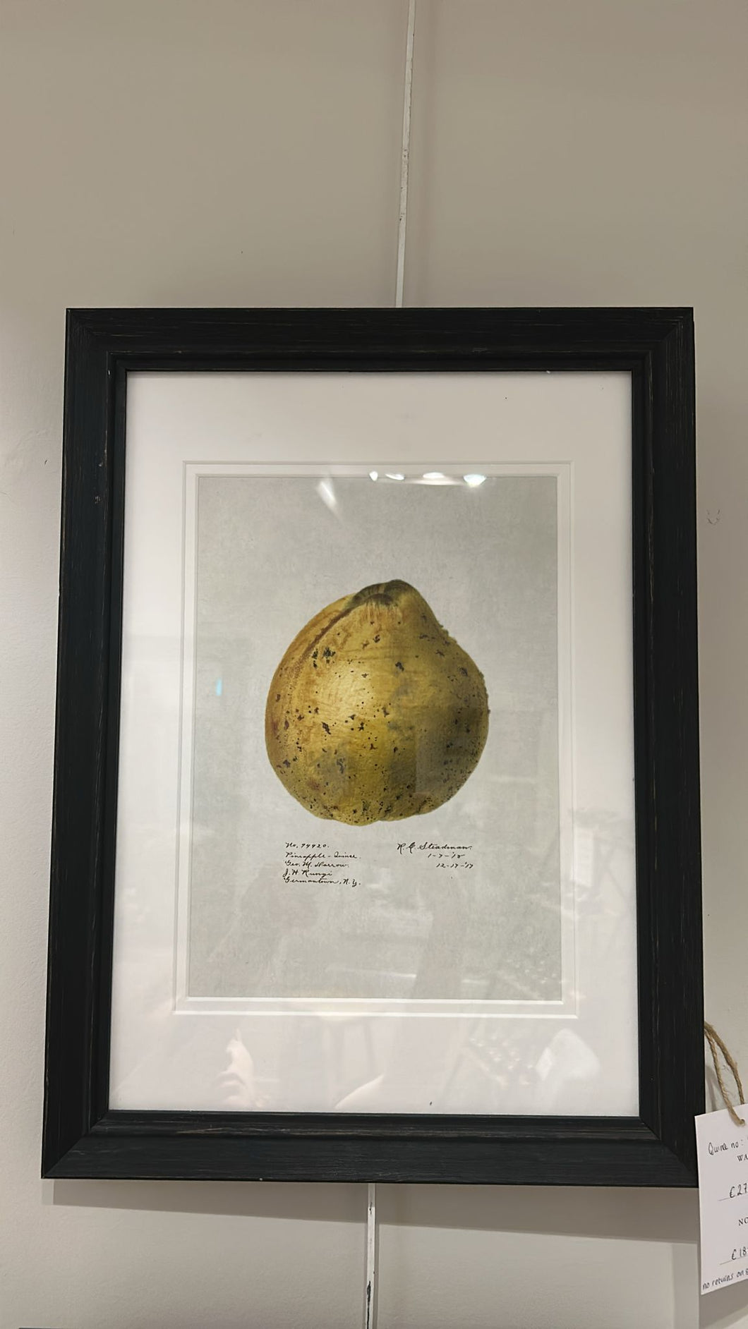 Quince No. 94920