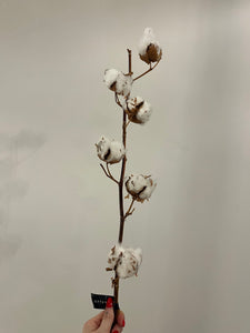 Cotton Stem