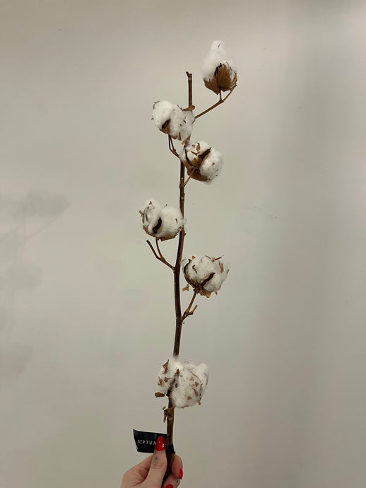 Cotton Stem