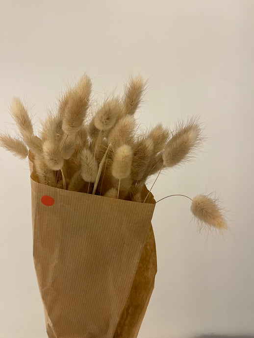 Lagunus Bunny Tails - Natural